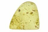 Polished Colombian Copal ( g) - Contains Insects! #292327-1